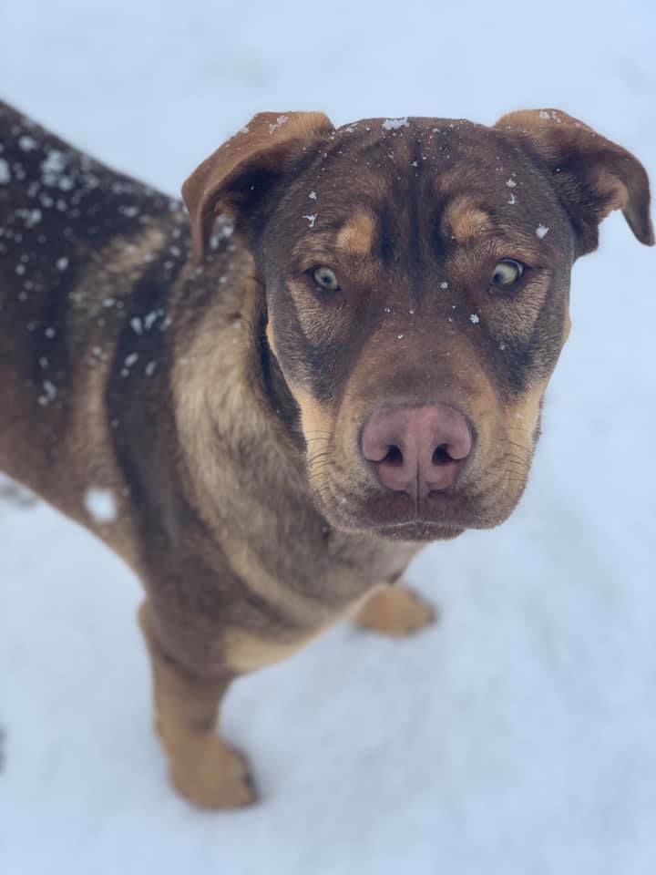 Snow in Tucson